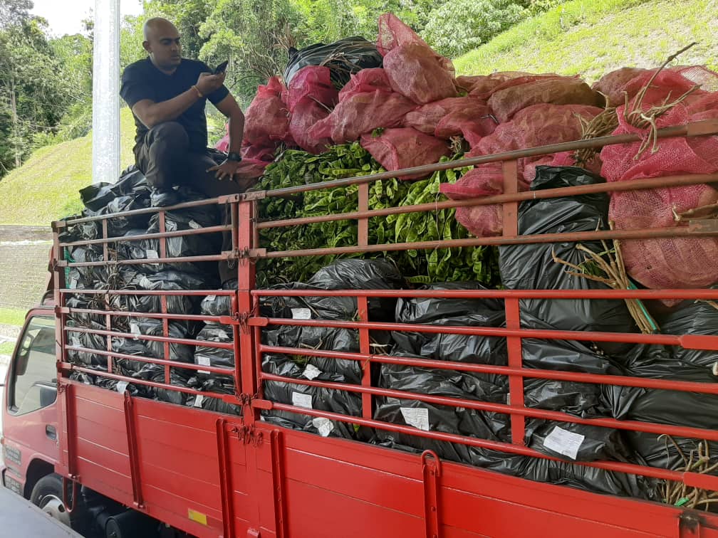搜出大量榴梿臭豆 4羅裏入境違例遇阻