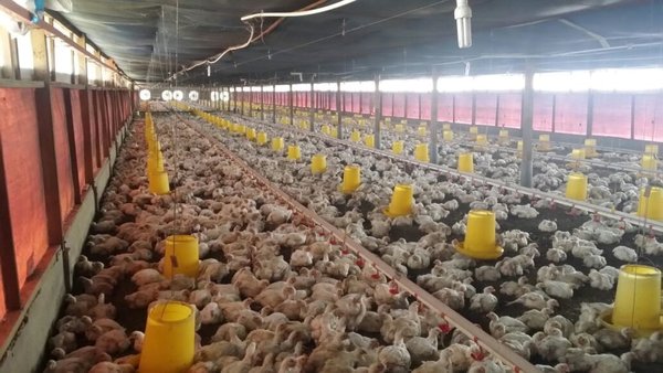 貿消部:雞肉零售價已下降