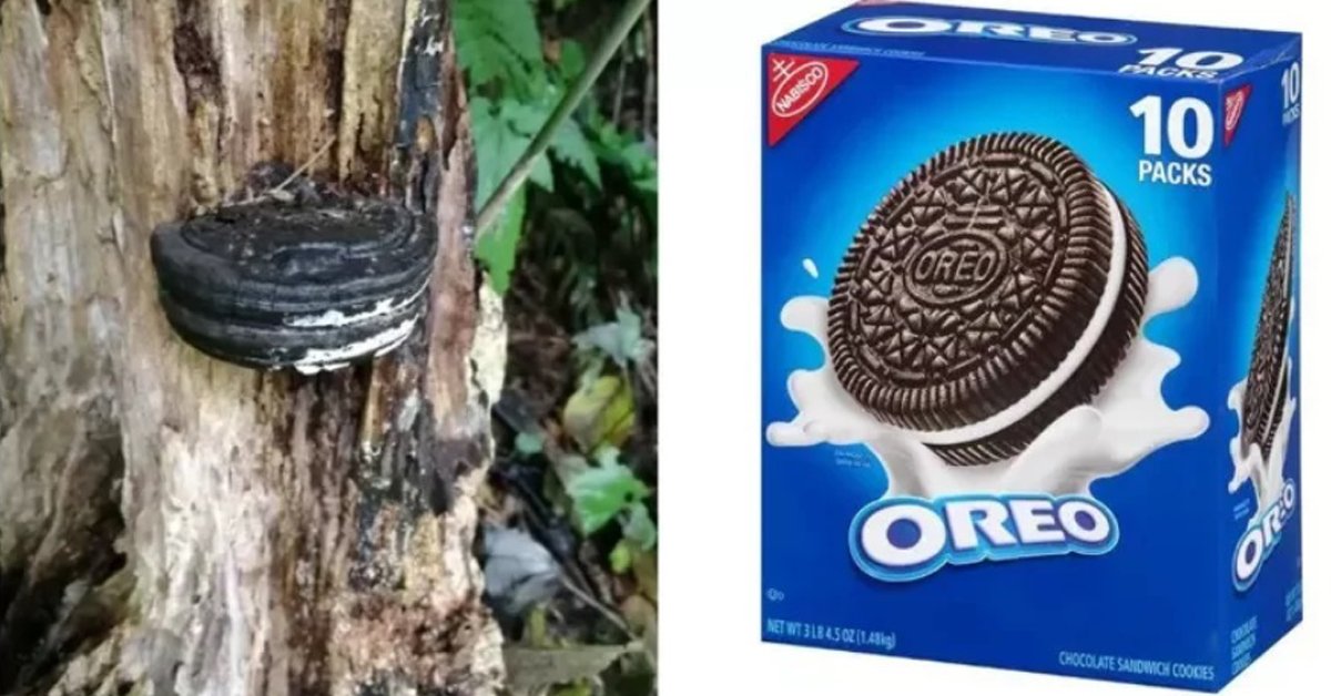 樹上長出餅幹? 日本驚現“野生OREO”