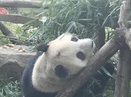 烦恼太多？ 网红大熊猫秃头了