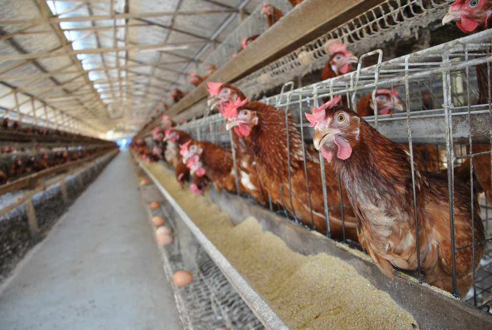 封闭式养鸡场