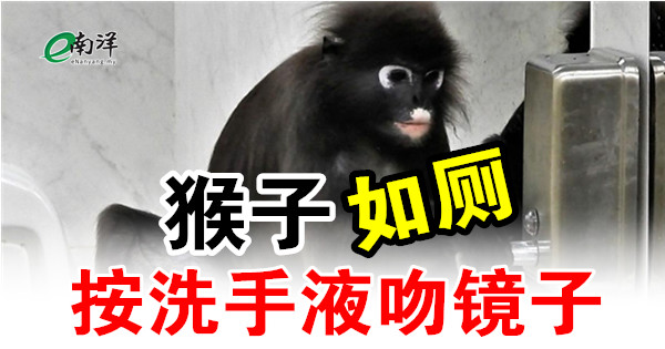 猴子“如廁” 按洗手液吻鏡子