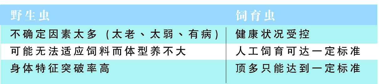 甲蟲新潮流 體型鑒定價值