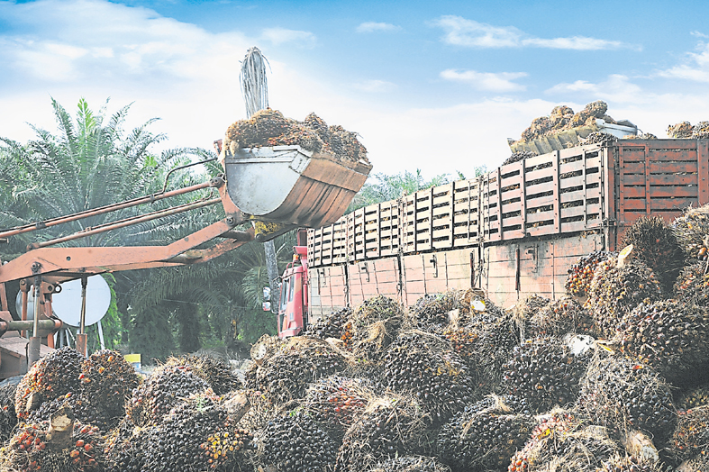 可持续性棕油3大挑战