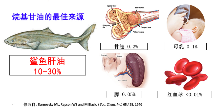 鯊魚肝油：最佳營養輔助品