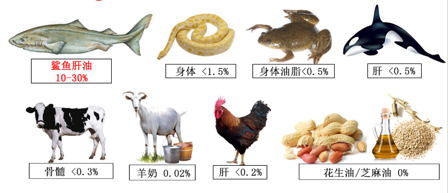 鯊魚肝油：最佳營養輔助品
