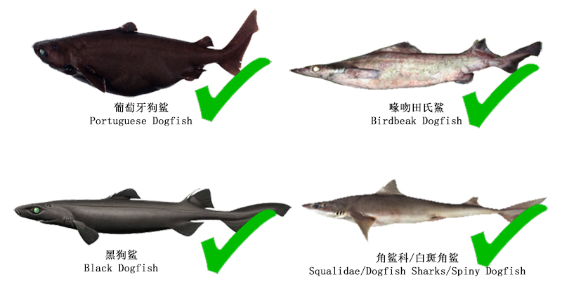 鯊魚肝油：最佳營養輔助品