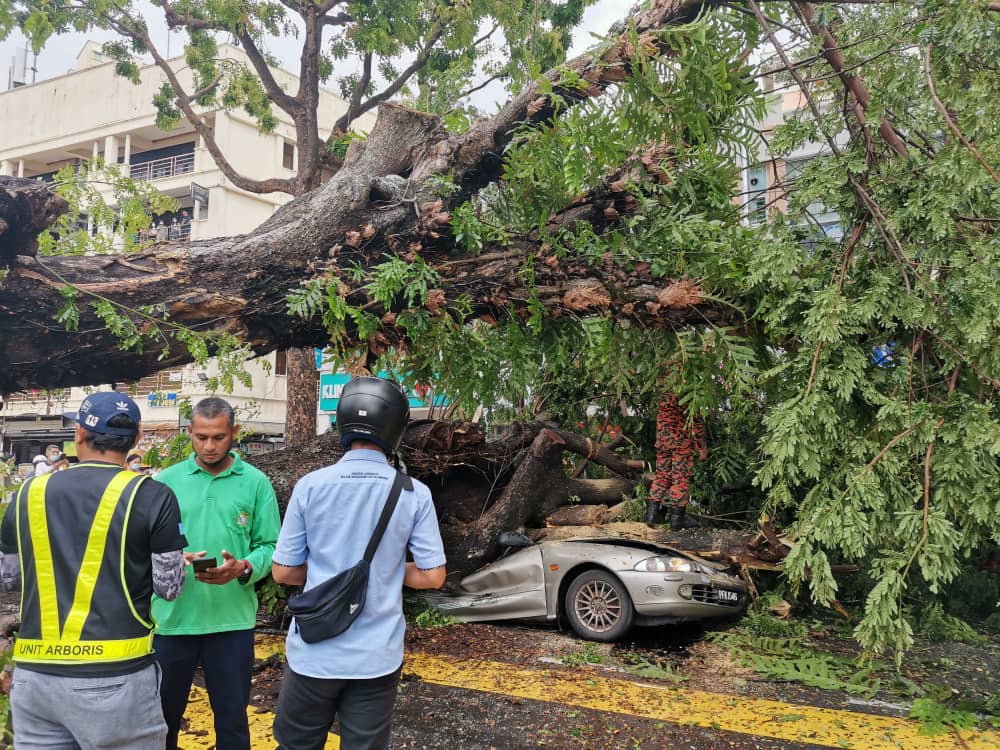 【视频】路旁大树突倒下 砸中行驶中轿车