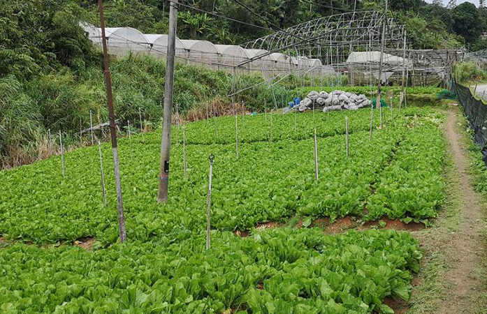 金马仑直冷甲实施EMCO 每天百吨蔬菜难运出