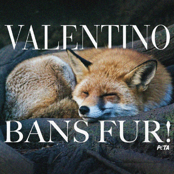 Valentino弃用皮草！