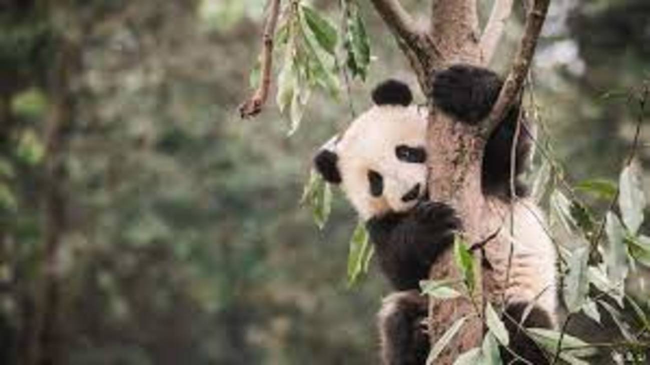 中国保护有成增至1800只 野外大熊猫不再濒危