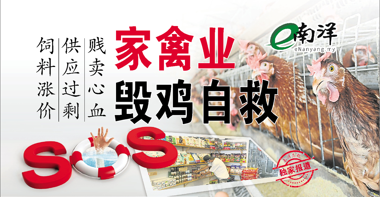 【獨家】飼料漲價·供應過剩·賤賣心血 家禽業毀雞自救
