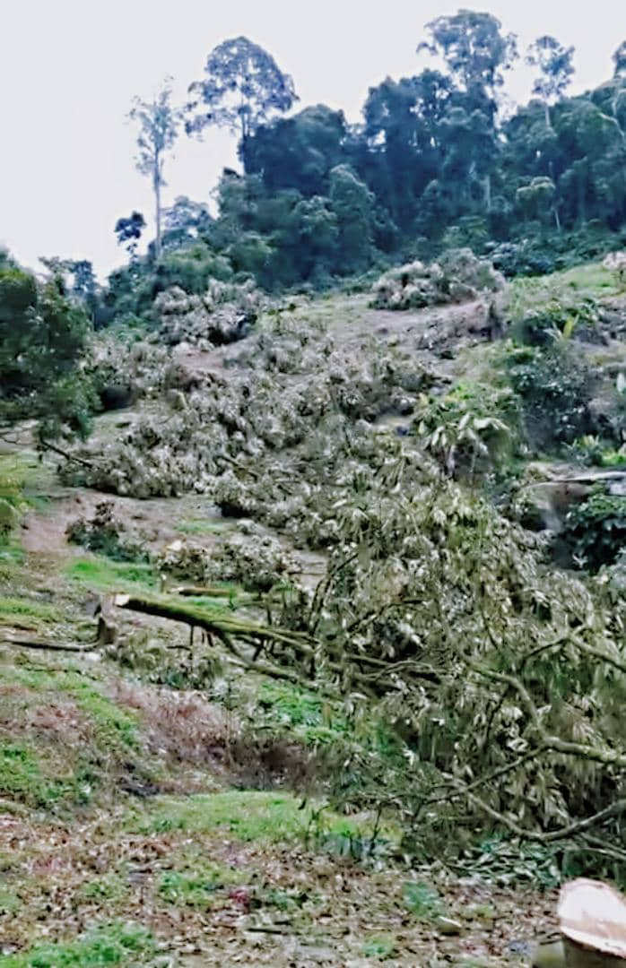 果农总会：疫情当前 彭执法单位及榴梿农应寻求双赢