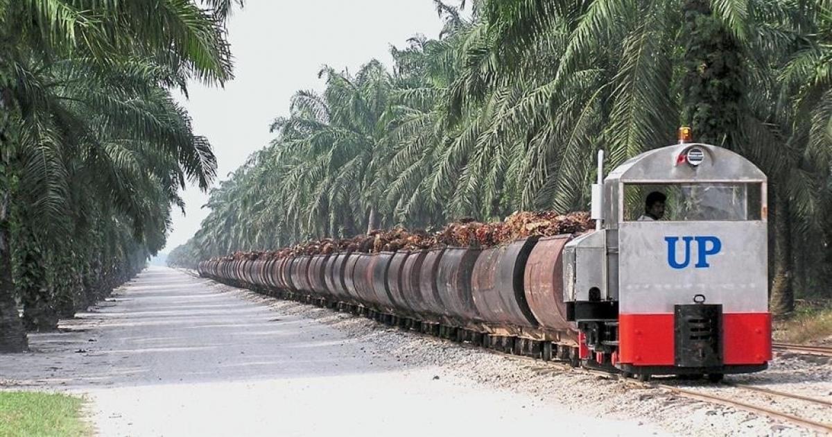 棕油价格产量皆走高 联合种植首季多赚23%