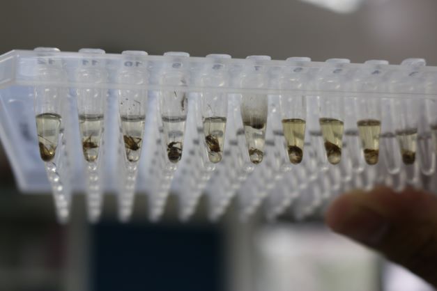 沃尔巴克氏菌, 是对抗骨痛热症病毒 最具潜力的生物武器。