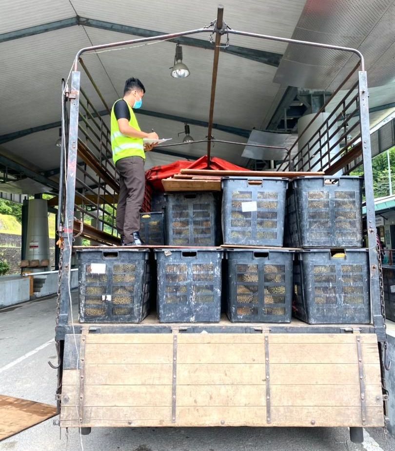 没进口准证 逾2吨甘榜榴梿充公