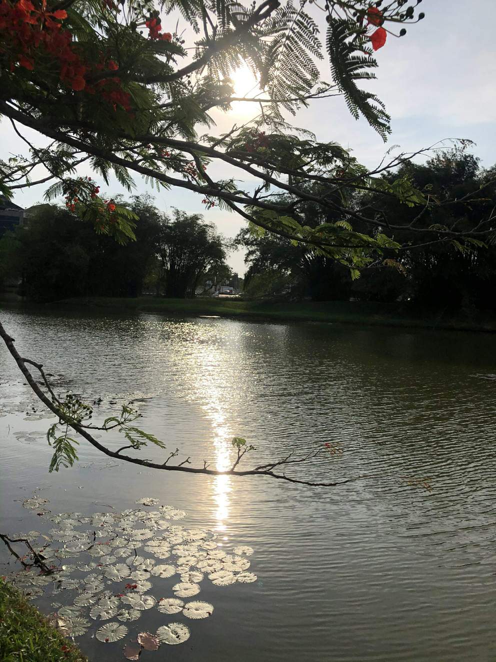 点点荷花加夕阳,太平湖美得似一幅画。