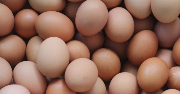 【獨家】飼料貴·材料飆·產量減 雞蛋漲價3仙