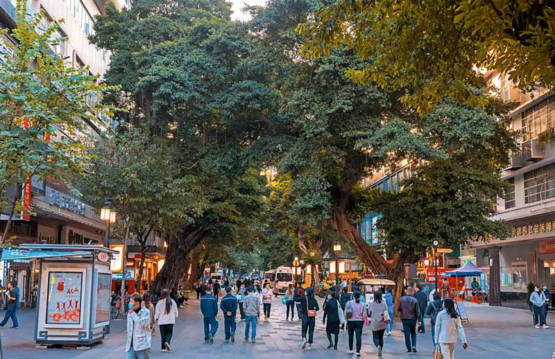 广州市 榕树