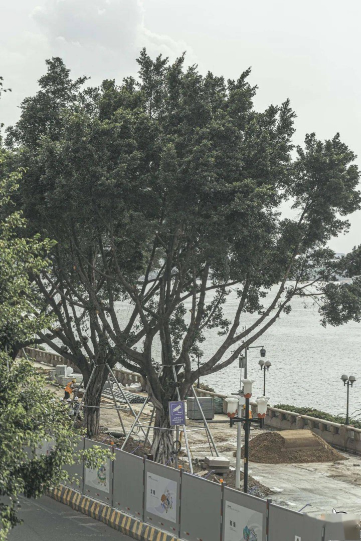 廣州禁砍古樹 每株罰33萬