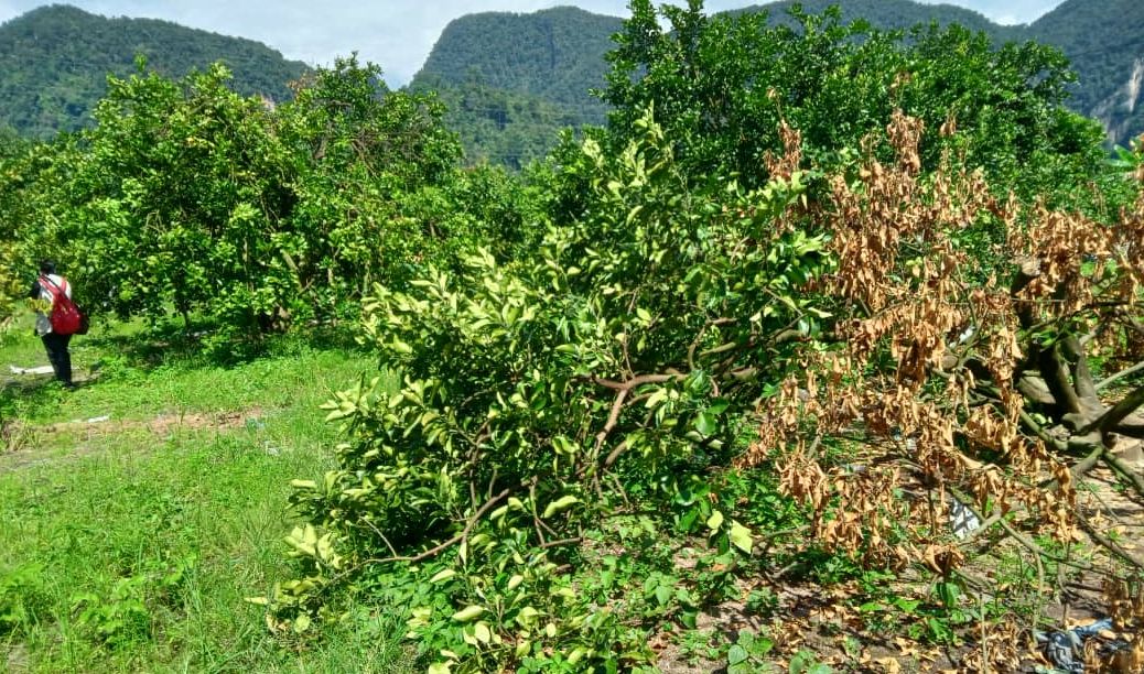 陈家兴:逼迁地打击13户柚农 霹政府须正视种柚业问题
