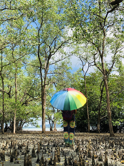 丰盛港红树林景观。