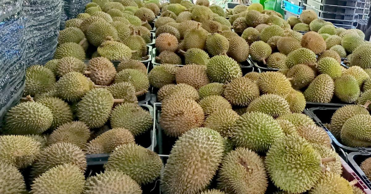 今年料“减产” 爱好者将吃贵榴梿