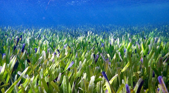 总长180公里4500岁 世界最大植物藏身海底