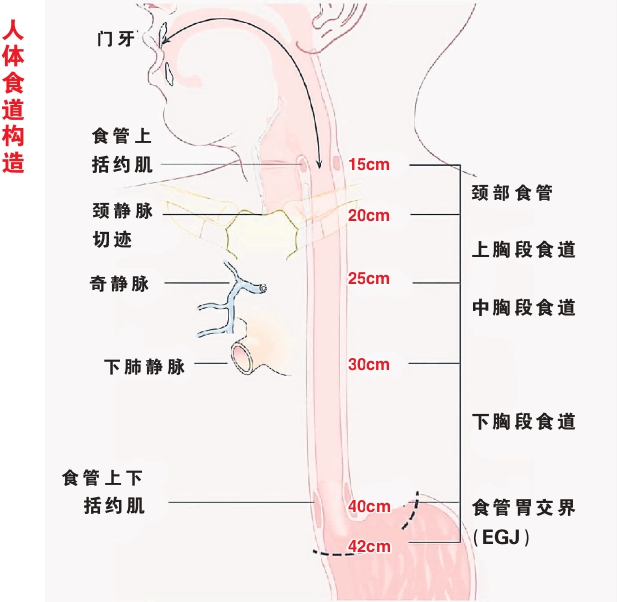 人体食道构造