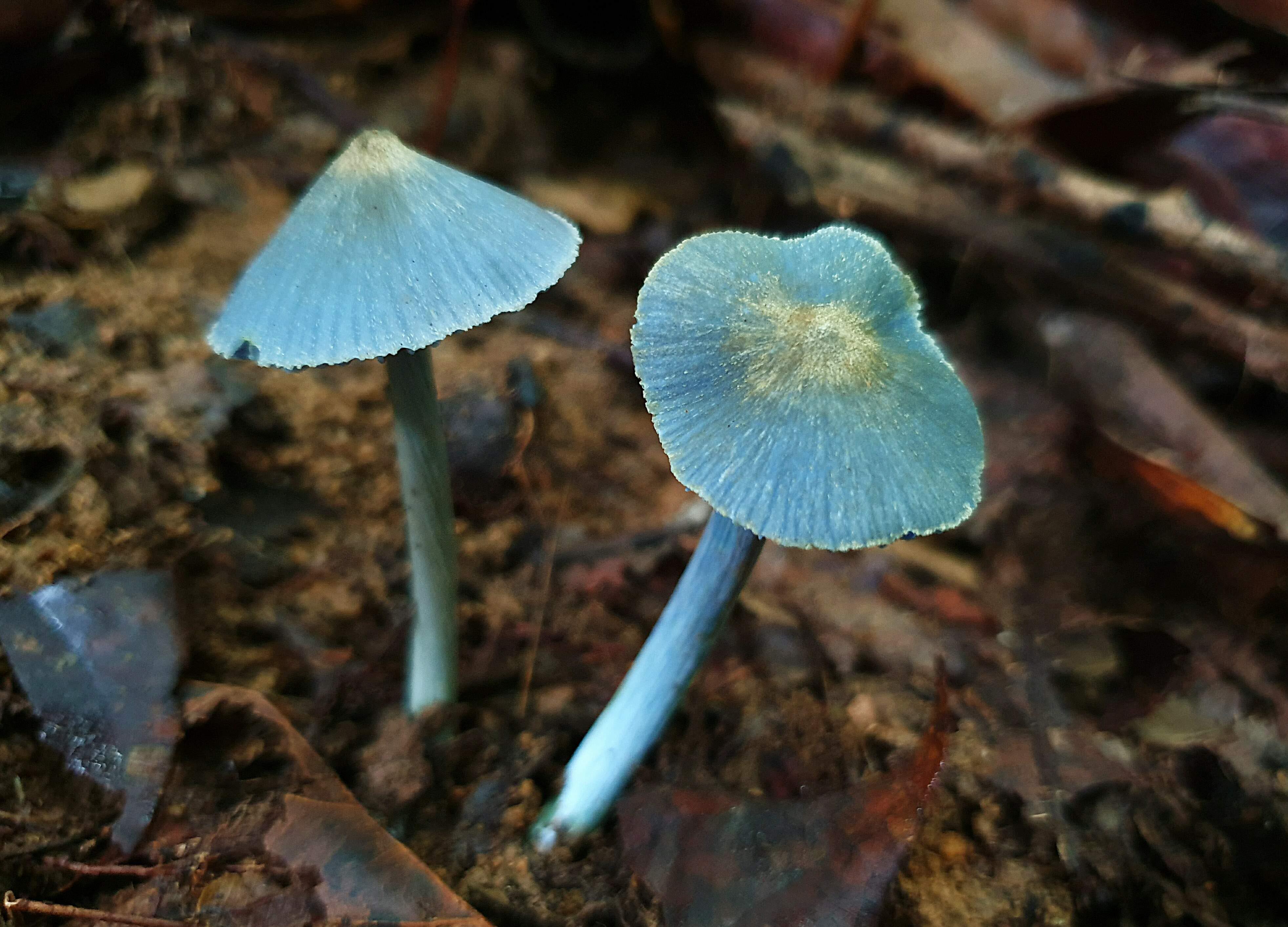 登山的另一種樂趣  尋找雨林小精靈