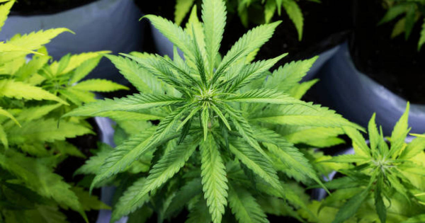印尼擬合法化藥用大麻