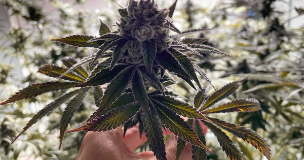 大麻