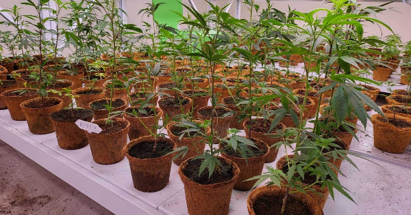 麻室内种植场