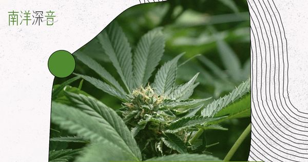 【音频】大麻是毒还是药?