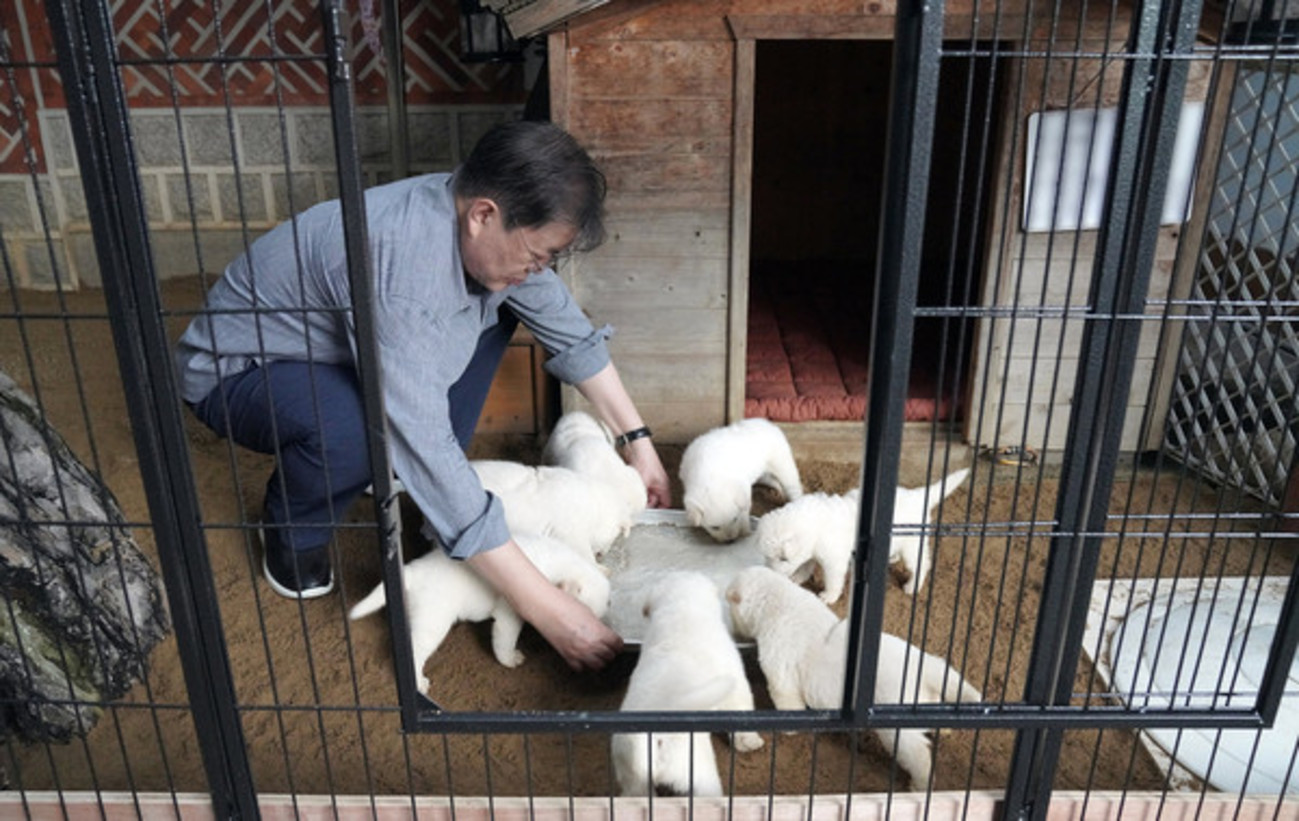 饲养费高昂 文在寅拟弃养金正恩所赠丰山犬