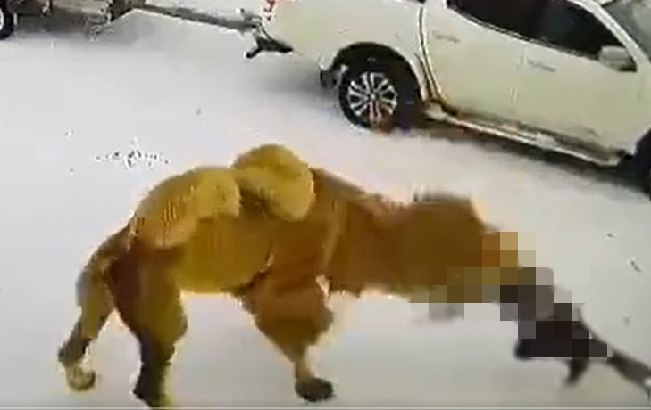 骆驼失控杀人 闭路电视曝真相