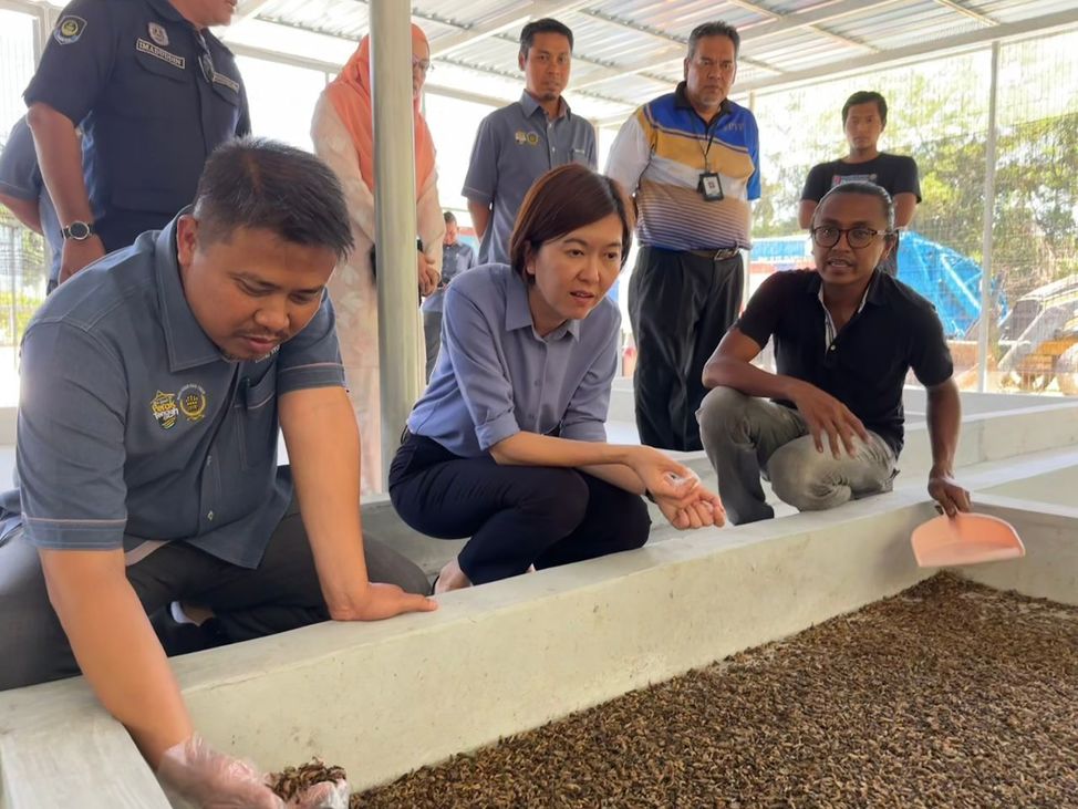 黑水虻虫蛹喂养区