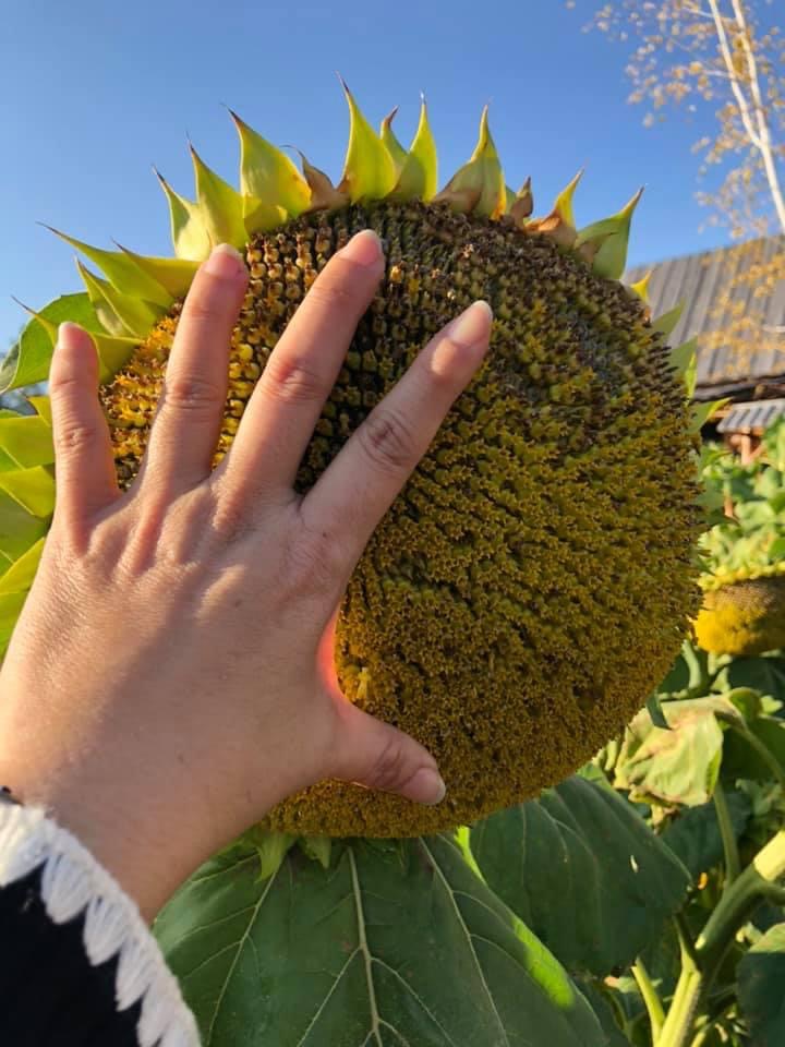 喀纳斯 太阳花