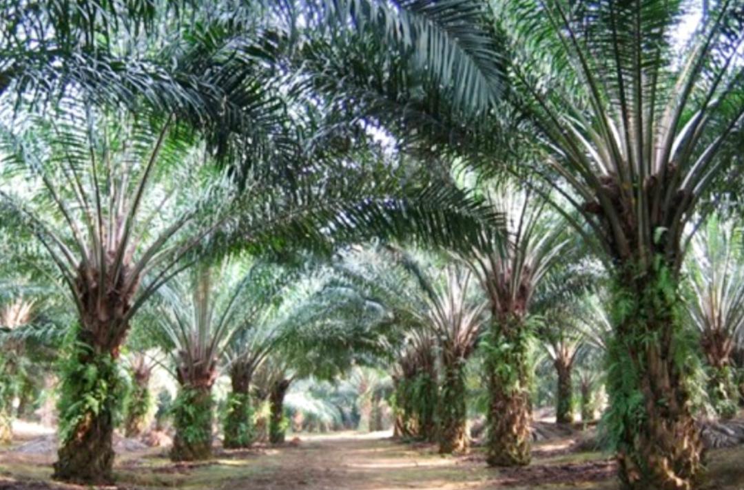 现金公司SCGM寻得新业务 收购植物油分销商