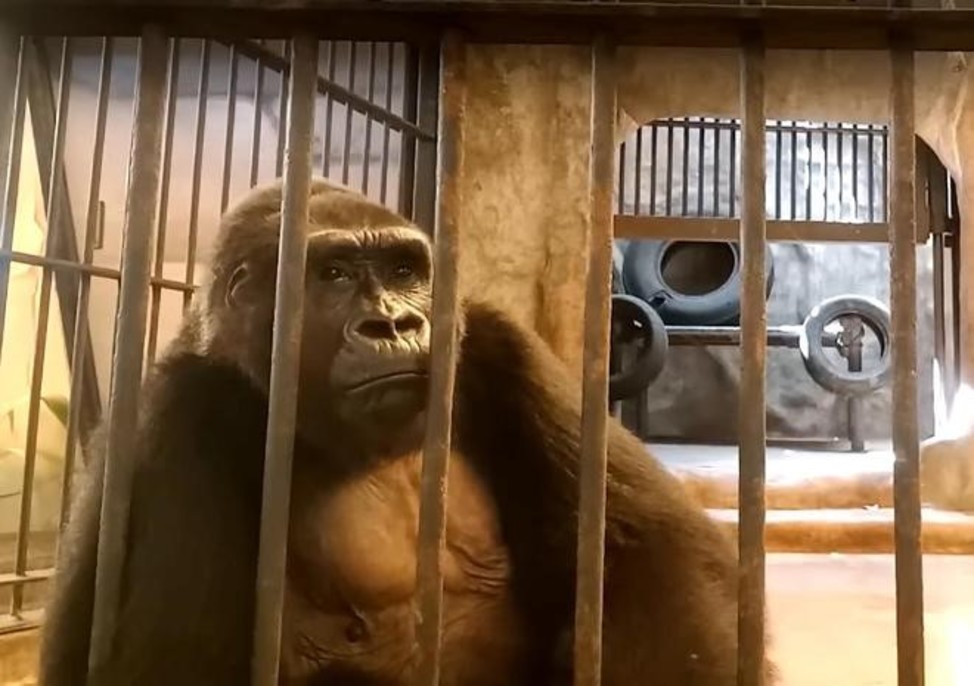 泰国商场疑虐待动物 大猩猩关牢笼挨批