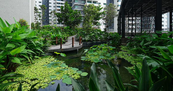 生态池