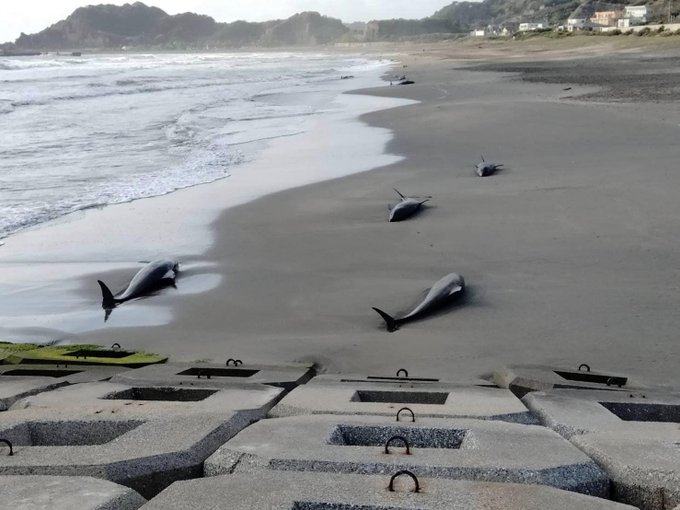 日本奥运滑浪场地 数十头海豚集体搁浅