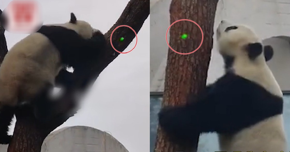 游客镭射笔乱照熊猫 网民怒斥:抓到对他脸上照一天