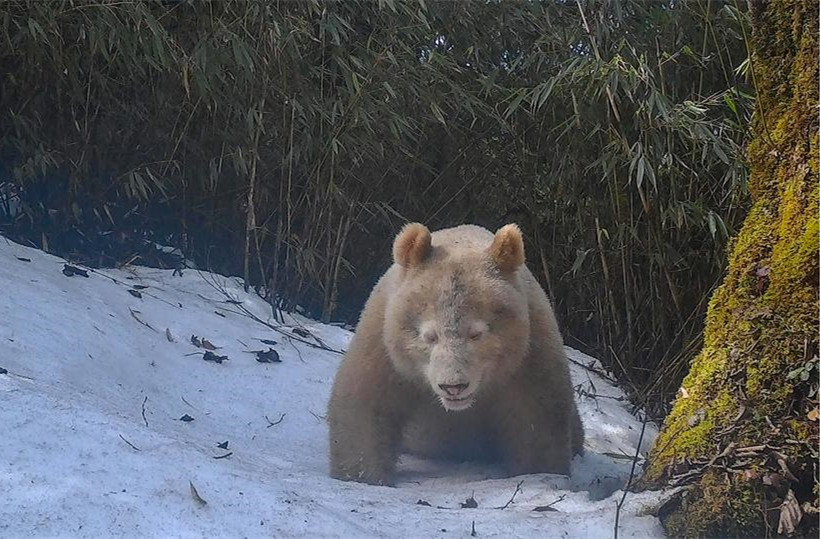 野生白色大熊猫