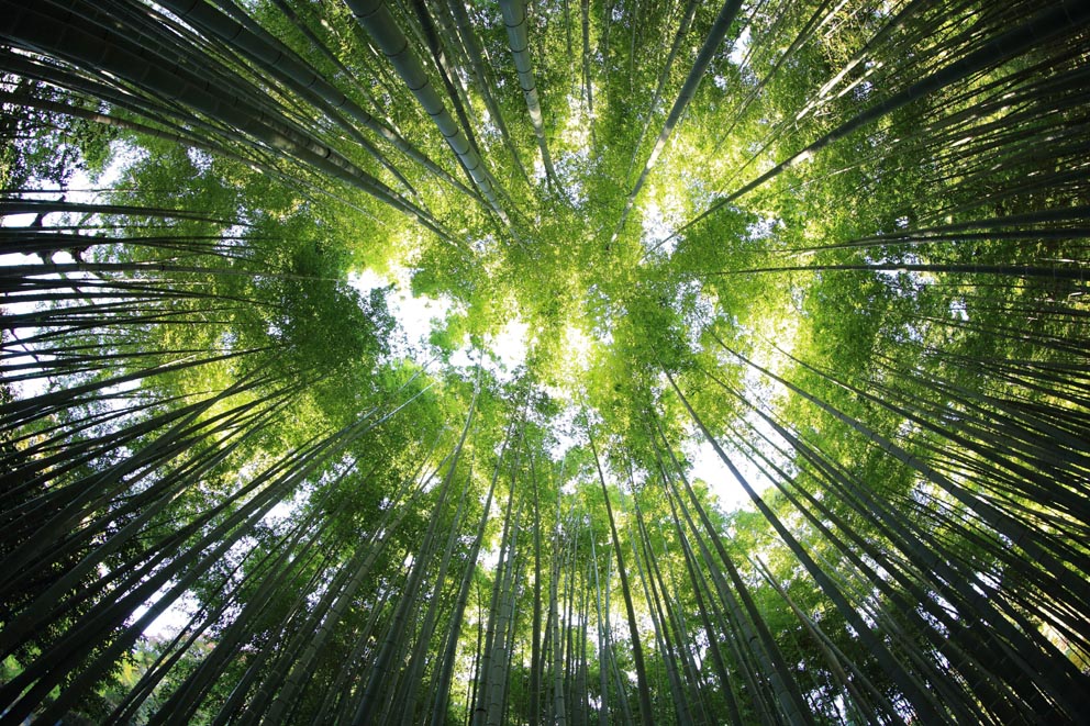 企业,地球,种树,减碳,地球暖化,绿化,