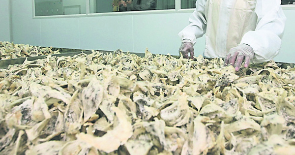 兽医局已呈报告 确保输华燕窝无病毒