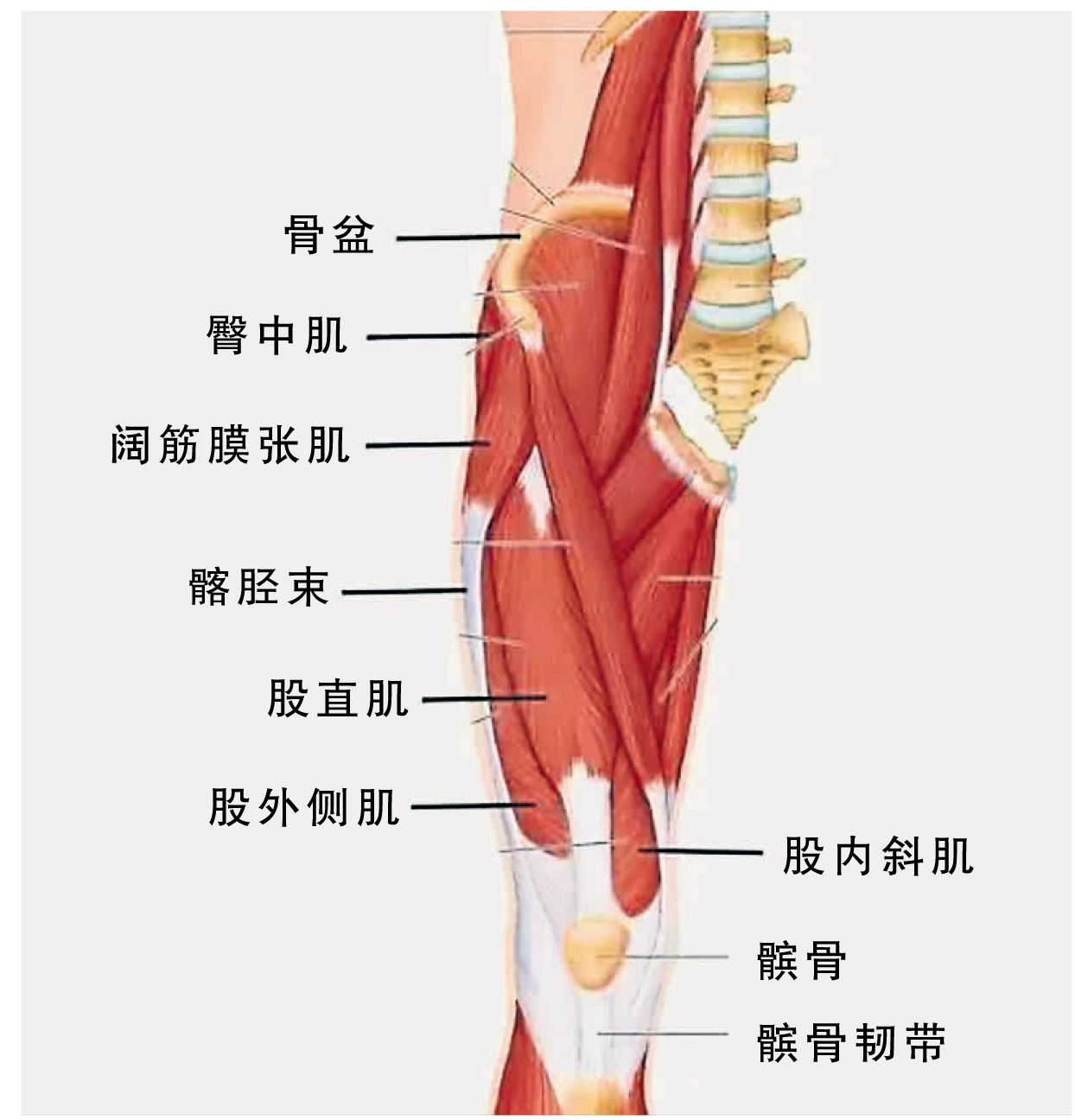 膝关节肌肉