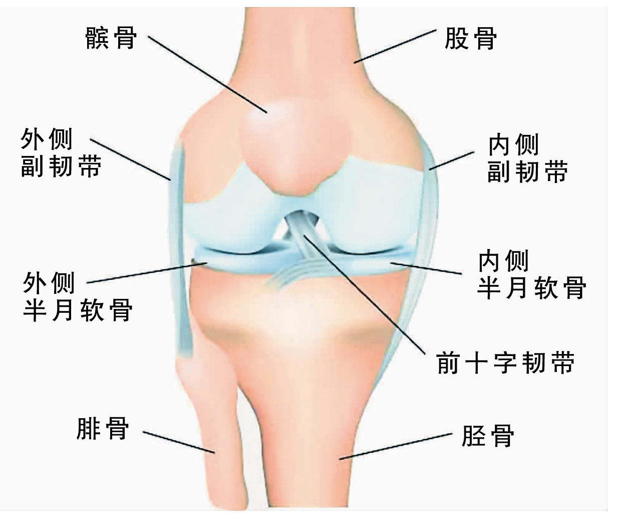 膝关节, 韧带