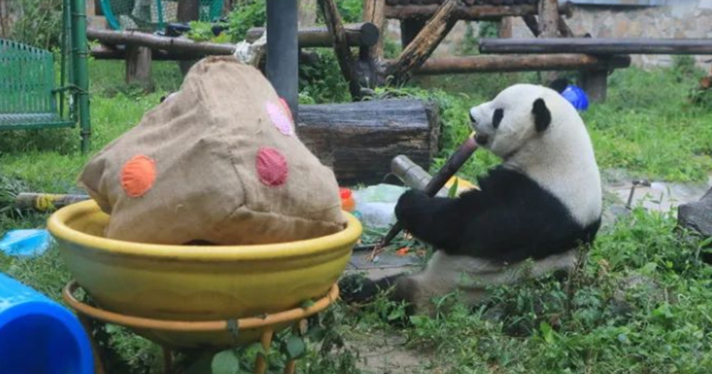 网友建议天热为熊猫装冰床 北京动物园这么回应