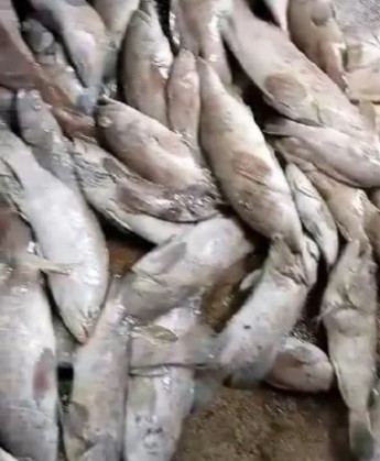 死魚